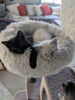 Decrepit Deb -  Domestic Short Hair Cat for Adoption in Glendale, Arizona - Decrepit Deb | PetCurious