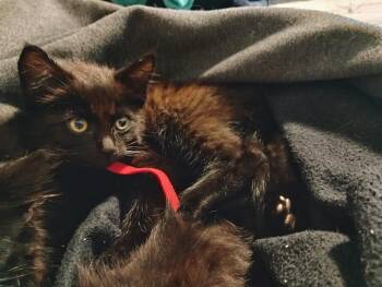 Heatwave -  Domestic Short Hair Cat for Adoption in Fruit Heights, Utah - Heatwave | PetCurious