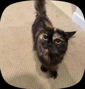 Augusta -  Persian and Domestic Short Hair Cat for Adoption in Ontario, California - Augusta | PetCurious