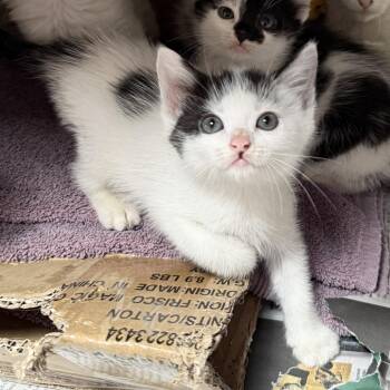 Swirl -  Domestic Medium Hair Cat Available for Adoption in Los Angeles, California - Swirl | PetCurious
