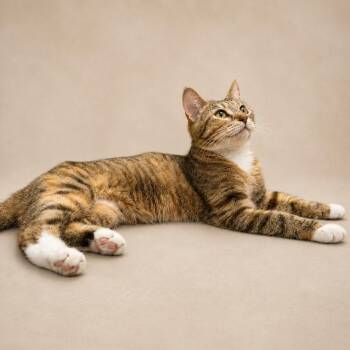Sansa -  Domestic Short Hair Cat for Adoption in Chaska, Minnesota - Sansa | PetCurious