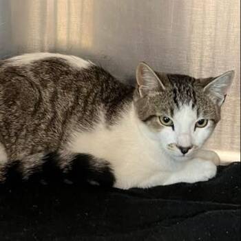 Boingo -  Domestic Short Hair Cat for Adoption in Redwood City, California - Boingo | PetCurious