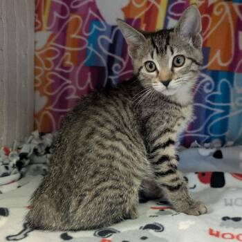 Sansa -  Domestic Short Hair Cat Available for Adoption - Sansa | PetCurious