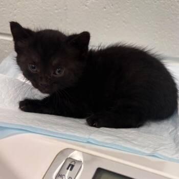 Basin -  Domestic Short Hair Cat for Adoption in Chattanooga, Tennessee - Basin | PetCurious