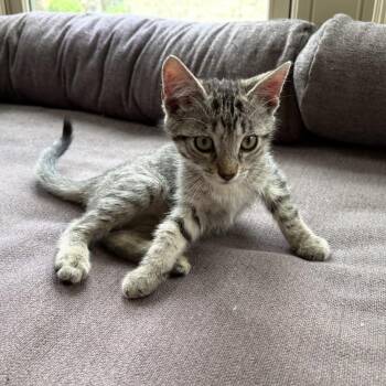 Pip -  Domestic Short Hair Cat for Adoption in Austin, Texas - Pip | PetCurious