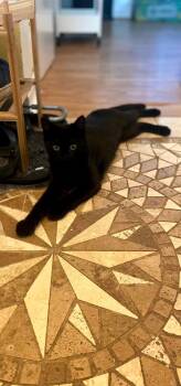 Rescue Domestic Short Hair Cats for Adoption in Gladstone, Oregon - Artemis - Cool Litter * Sponsored | PetCurious