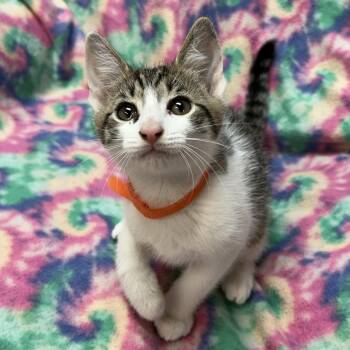 Domestic Short Hair Cats Available for Adoption in White Oak, Pennsylvania - Cobalt | PetCurious