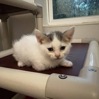 Catrick Swayze -  Domestic Short Hair Cat for Adoption in Brighton, Missouri - Catrick Swayze | PetCurious