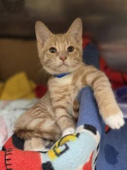 Shayne -  Domestic Short Hair Cat for Adoption in Westland, Michigan - Shayne | PetCurious