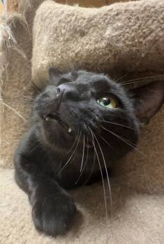 Rescue Domestic Short Hair Cats for Adoption in Webster Groves, Missouri - Magic | PetCurious