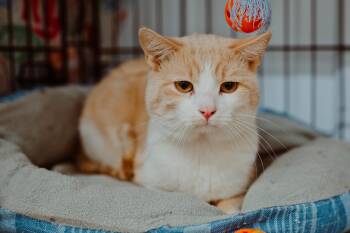 Tabby Cats Available for Adoption in Le Mars, Iowa - Bandicoot | PetCurious