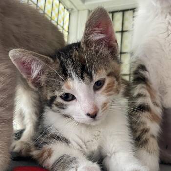 Domestic Short Hair Cats Available for Adoption in Chicago, Illinois - Victor Glover | PetCurious