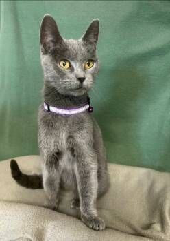 Rescue Domestic Short Hair Cats for Adoption in Wabash, Indiana - Gwen | PetCurious