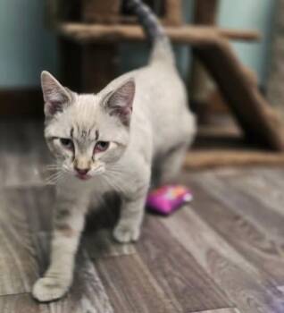 Siamese Cats Available for Adoption in Hopkinsville, Kentucky - Bert | PetCurious