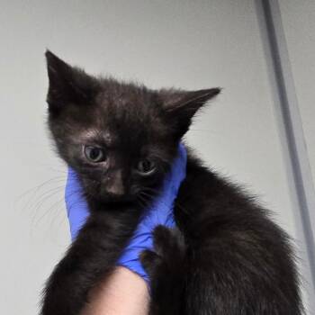 Aster -  Domestic Short Hair Cat for Adoption in Concord, North Carolina - Aster | PetCurious