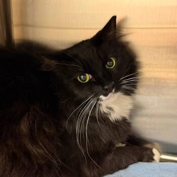 Randal -  Domestic Long Hair Cat for Adoption in Las Vegas, Nevada - Randal | PetCurious