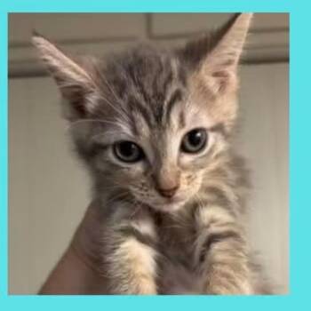 Weeble -  Domestic Short Hair Cat for Adoption in Dekalb, Illinois - Weeble | PetCurious