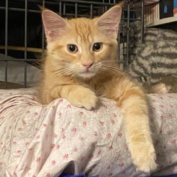 Rescue Tabby Cats for Adoption in Philadelphia, Pennsylvania - Elsa | PetCurious