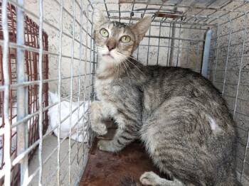ADELE -  Domestic Short Hair Cat for Adoption in Fort Lauderdale, Florida - ADELE | PetCurious