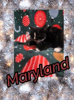 Rescue Domestic Short Hair Cats for Adoption in Bendersville, Pennsylvania - Maryland | PetCurious