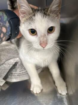 Domestic Short Hair Cats Available for Adoption in Bryan, Ohio - Olive | PetCurious