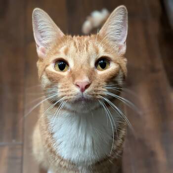 Rescue Domestic Short Hair Cats for Adoption in Long Beach, California - Toast | PetCurious