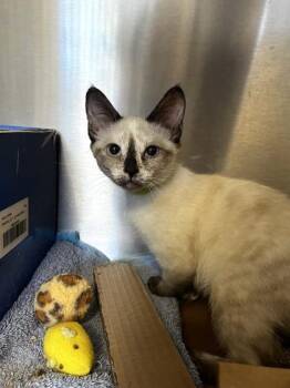 Stratus -  Siamese and Domestic Short Hair Cat for Adoption in Roseville, California - Stratus | PetCurious