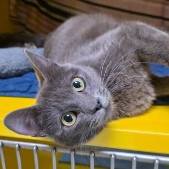 Domestic Short Hair Cats Available for Adoption in Abilene, Texas - Dora | PetCurious