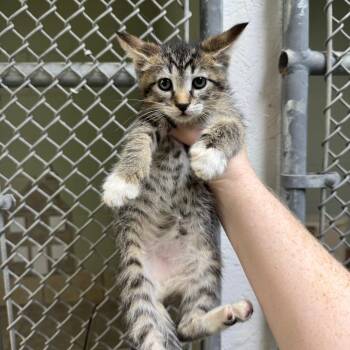Domestic Short Hair Cats Available for Adoption in Eureka Springs, Arkansas - Bethany | PetCurious