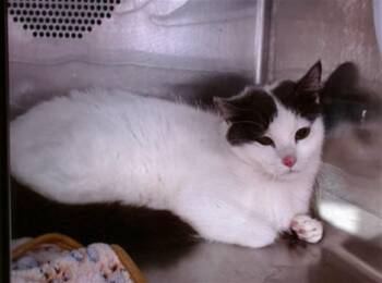 Domestic Short Hair Cats Available for Adoption in Albuquerque, New Mexico - BLARE | PetCurious