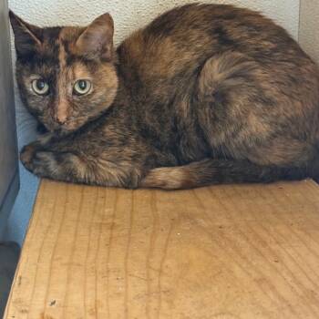 Rescue Domestic Short Hair Cats for Adoption in Garfield, Arkansas - Cami | PetCurious