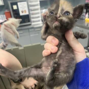 Crossword -  Domestic Short Hair Cat for Adoption in Greensboro, North Carolina - Crossword | PetCurious