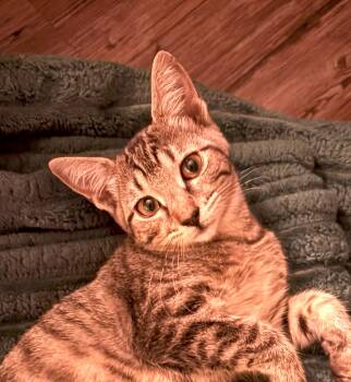 Rescue Tabby and Domestic Short Hair Cats for Adoption in Las Cruces, New Mexico - Barbie | PetCurious