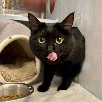 Billi -  Domestic Short Hair Cat for Adoption in Glenwood Springs, Colorado - Billi | PetCurious