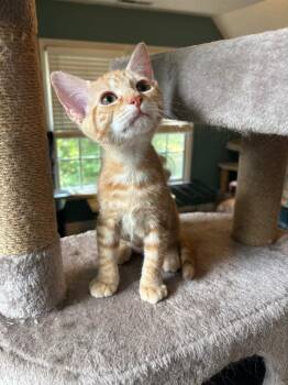Hensleigh26 -  Domestic Short Hair Cat for Adoption in Youngsville, North Carolina - Hensleigh26 | PetCurious
