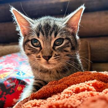 Ernie Muppet -  Tabby and Domestic Short Hair Cat for Adoption in Friendswood, Texas - Ernie Muppet | PetCurious