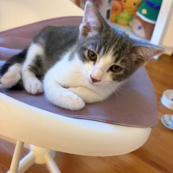 Tommy -  Domestic Short Hair Cat for Adoption in Los Angeles, California - Tommy | PetCurious