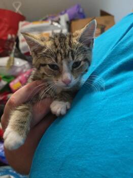 Ginny -  Domestic Short Hair Cat for Adoption in Pine Grove, Pennsylvania - Ginny | PetCurious