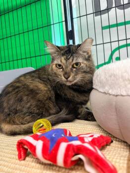 Jolene -  Domestic Long Hair Cat for Adoption in Cleveland, Ohio - Jolene | PetCurious