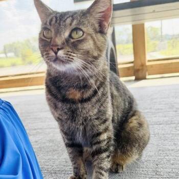 Athena -  Domestic Short Hair Cat for Adoption in Georgetown, Kentucky - Athena | PetCurious