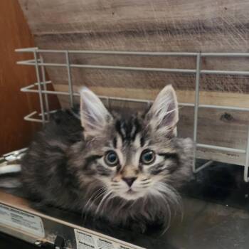 Rufus -  Domestic Long Hair Cat for Adoption in Woodstock, Virginia - Rufus | PetCurious