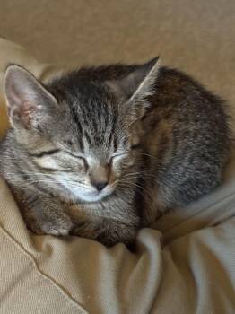 Madey -  Domestic Short Hair Cat for Adoption in Lafayette, Colorado - Madey | PetCurious