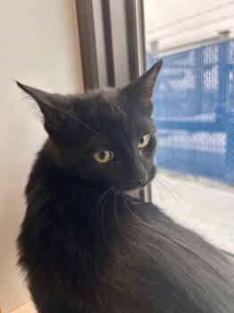 Rescue Domestic Short Hair Cats for Adoption in Minot, North Dakota - Temu | PetCurious