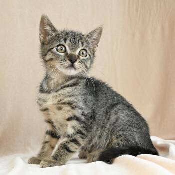 Enana -  Domestic Short Hair Cat for Adoption in Mobile, Alabama - Enana | PetCurious