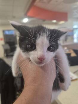 A800135 -  Domestic Short Hair Cat for Adoption in Louisville, Kentucky - A800135 | PetCurious
