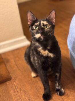 Rescue Domestic Short Hair Cats for Adoption in Dallas, Texas - Simba | PetCurious