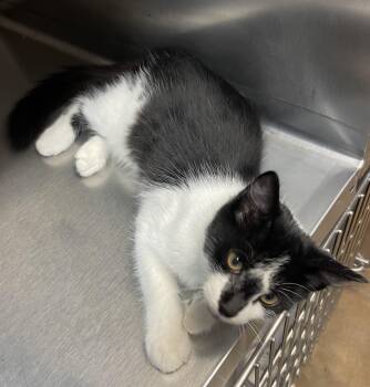 Rescue Domestic Medium Hair Cats for Adoption in Vicksburg, Mississippi - Racchi | PetCurious