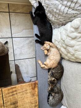 Oscar 3 -  Domestic Long Hair Cat for Adoption in Arthur, Ontario - Oscar 3 | PetCurious
