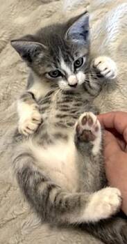 Rescue Tabby Cats for Adoption in Mount Airy, North Carolina - Lucky | PetCurious