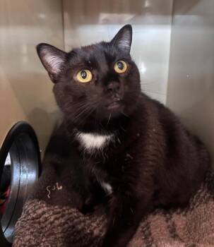 Paver -  Domestic Short Hair Cat for Adoption in Hyde Park, New York - Paver | PetCurious